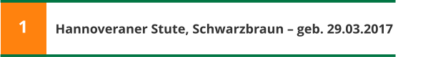 Hannoveraner Stute, Schwarzbraun – geb. 29.03.2017 1